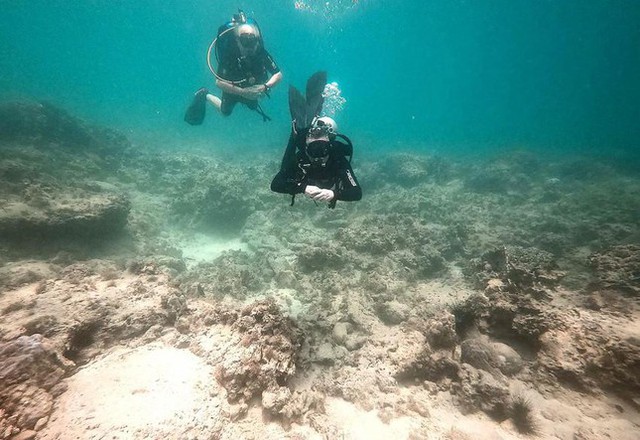 2494/Chính quyền địa phương vào cuộc cứu san hô tại vịnh Nha Trang