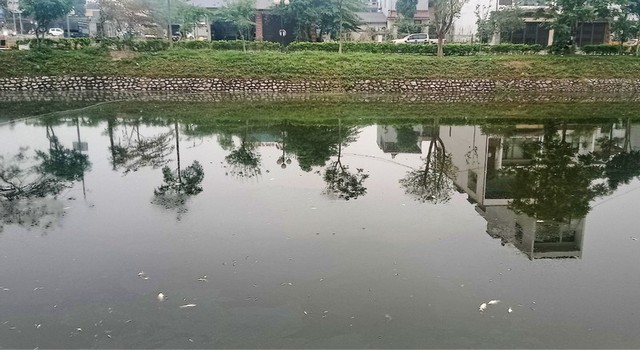 2824/Cá chết hàng loạt gây ô nhiễm hồ Xương Rồng ở Thái Nguyên