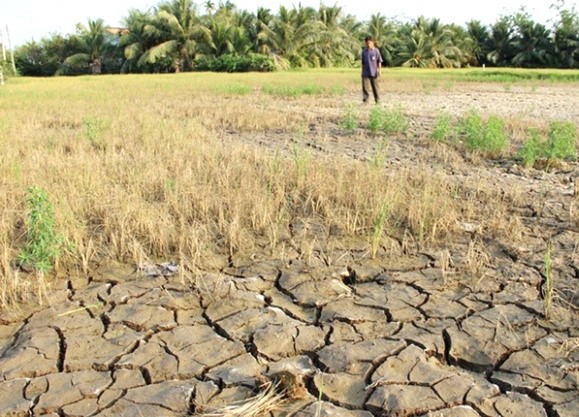 1817/ĐBSCL bước vào giai đoạn hạn mặn khốc liệt nhất mùa khô 2020