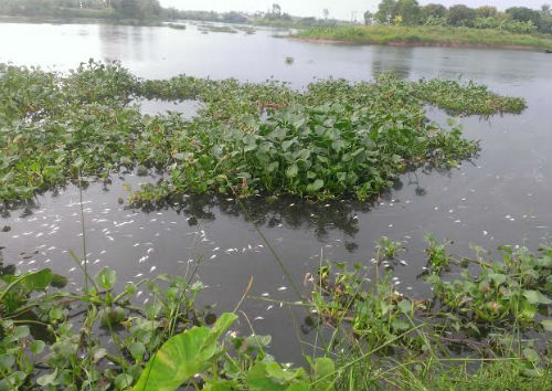 282/Hải Dương: Cá chết hàng loạt trên dòng sông cấp nước sinh hoạt