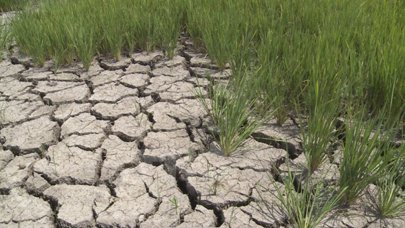409/Drought hits VN agricultural sector growth