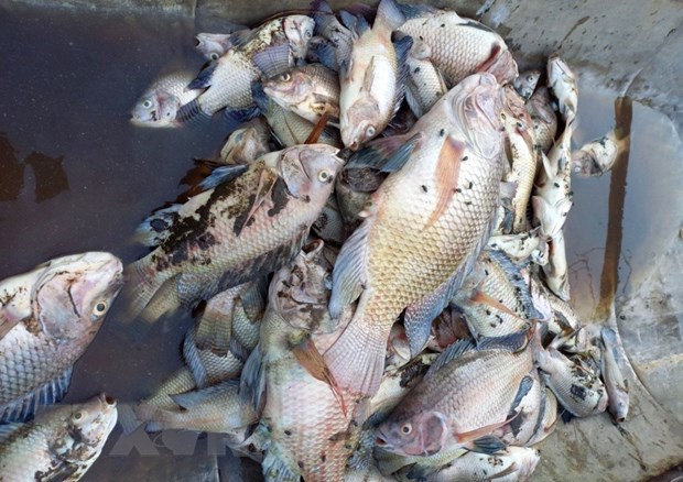 2609/Cá chết gây ô nhiễm môi trường hồ nước tại Quảng Trị