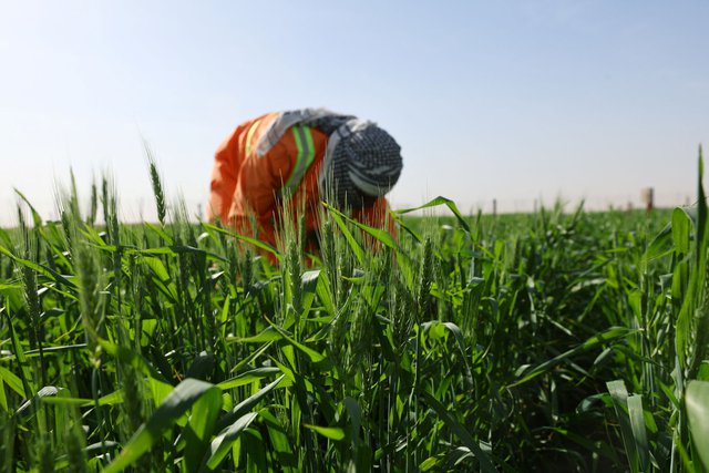 2803/UAE trồng lúa mì giữa sa mạc để cải thiện an ninh lương thực